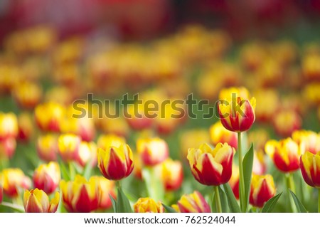 Red Yellow tulips with beautiful bouquet background. 