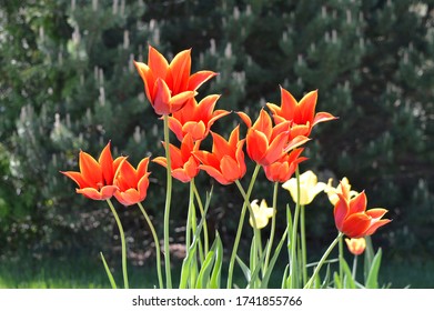 Red And Yellow Tulips Blossom And Open Wide In The Early Morning Sun.  A Sure Sign That Good Weather And Longer Days Are Here.