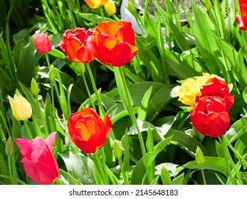 red and yellow tulips close-up on a green flower bed on a beautiful sunny spring day. background for designers, artists, computer desktop