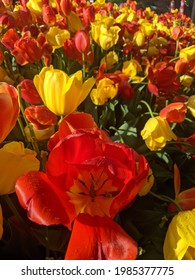 Red And Yellow Tulips During Spring Time In The Pacific Northwest, Marysville, WA, USA