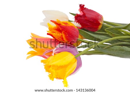 Similar – Image, Stock Photo Tulips white red Plant