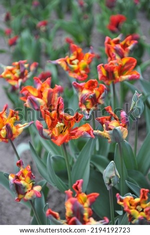 Red and yellow tulips (Tulipa) Rasta Parrot bloom in a garden in April
