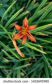 Red And Yellow Wood Lily (Lilium Philadelphicum) In A Garden