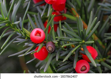 Red Yew Buxus Baccata Shrub Tree Stock Photo 1837862407 | Shutterstock