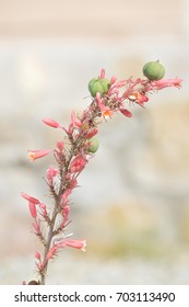 Red Yucca Flower