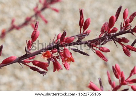 Similar – blooming buds of pink roses on a lilac background