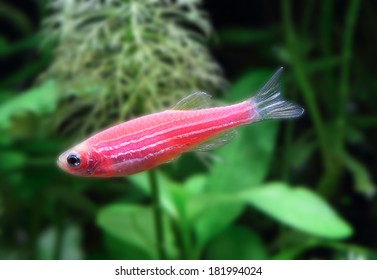 Red Zebrafish