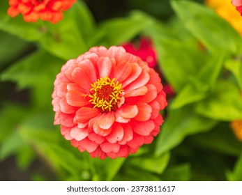 Red Zinnia flowers. Flowers zinnia elegans. Color nature background. Common Zinnia or Zinnia elegans is one of the most famous flowering annuals of the genus Zinia