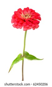 Red Zinnia Isolated On White Background