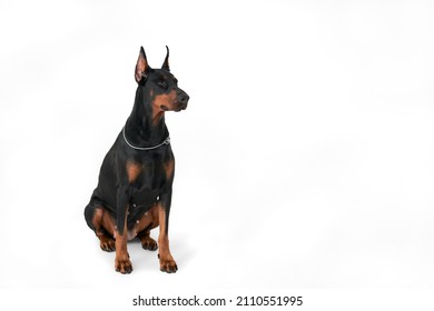 A red-and-black Doberman on a white background. Isolate. Copy space.                               