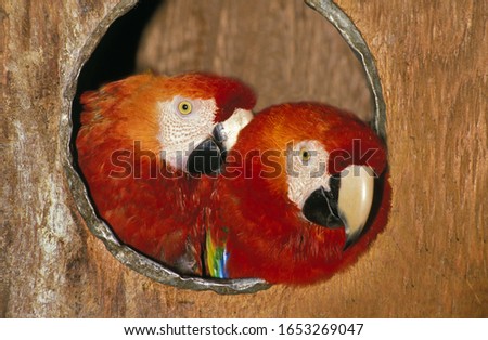 Red-and-Green Macaw, ara chloroptera, Captive Pair standing in Nest  