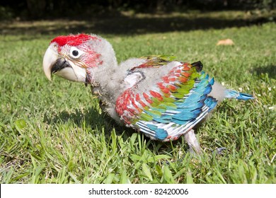 	Red-and-green Macaw (Ara Chloroptera) Chick