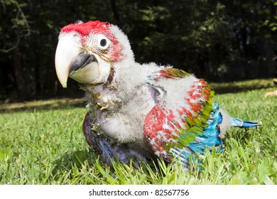 Red-and-green Macaw (Ara Chloroptera) Chick