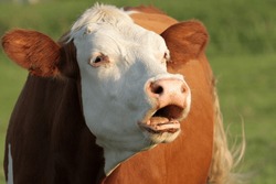 A Red-and-white Cow With A White Head Lows In The Sun. The Open Mouth Makes It Seem As If The Beast Is Calling Something To Someone.