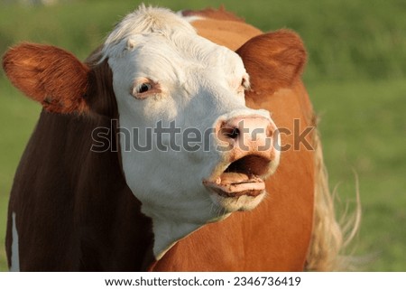 A red-and-white cow with a white head lows in the sun. The open mouth makes it seem as if the beast is calling something to someone.