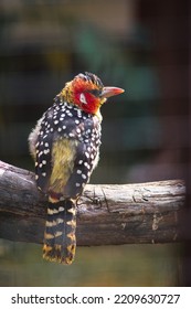 The Red-and-yellow Barbet (Trachyphonus Erythrocephalus)