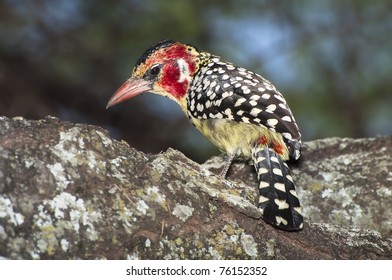 Red-and-yellow Barbet (Trachyphonus Erythrocephalus)