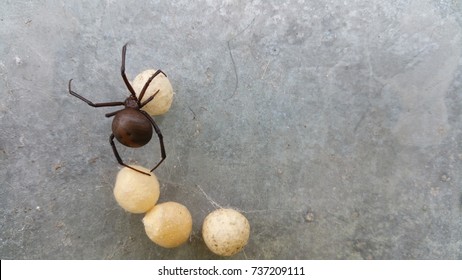 Redback Spider