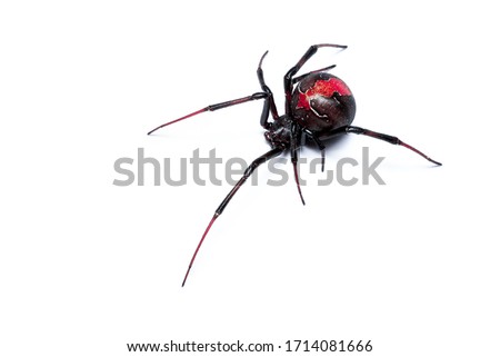 Redback Spider isolated on a white background, Australian Black Widow, closeup macro detail of deadly venomous spider.