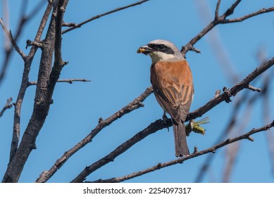 Red-backed shrike eating from a grasshopper held in claw - Powered by Shutterstock