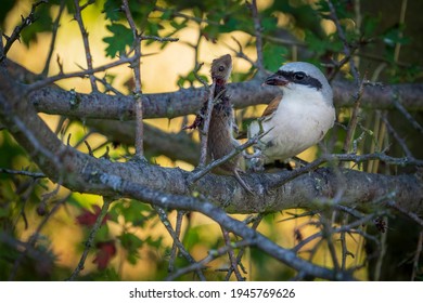 Red-backed shrike impaling a mouse on a thorn