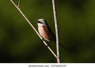 The red-backed shrike (Lanius collurio) - Powered by Shutterstock