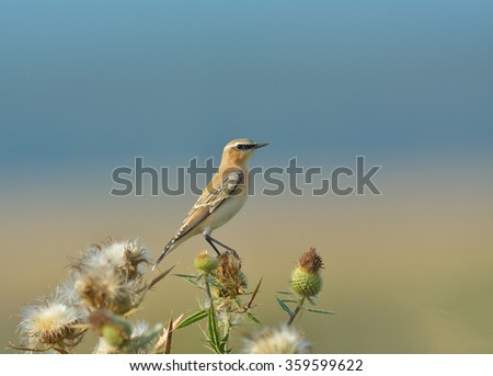 Similar – Image, Stock Photo Bluethroat Safari Biology
