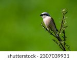 Red-backed shrike, Lanius collurio. A bird on a branch in a green background.