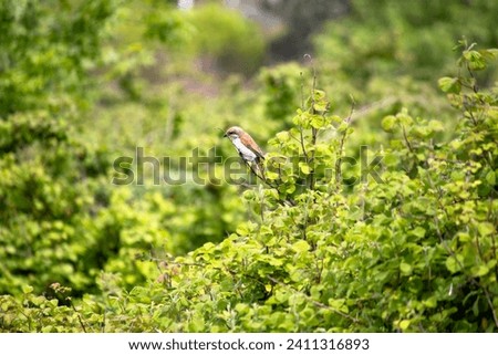 Red-backed shrike (Lanius collurio) isolated natural  background. Red-backed shrike  perched on blackberry plant. Bird, animal idea concept. Wildlife photography. Horizontal. No people, nobody.