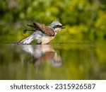 Red-backed shrike, Lanius collurio, single male in water bathing, Bulgaria, June 2023