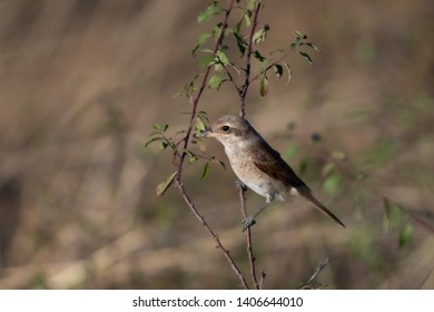 Images Photos Et Images Vectorielles De Stock De Pie Oiseau