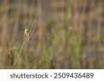 Red-backed shrike perched on reed on green backdrop, Bahrain 