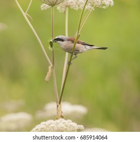 red-backed Shrike with prey