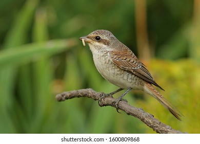 Female Sporophila Caerulescens On Natural Green Stock Photo 638826847 ...