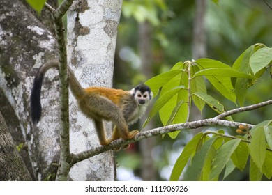 Red-backed Squirrel Monkey, Costa Rica
