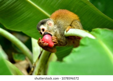 Red-backed Squirrel Monkey With Red Fruit In Tropical Forest In Costa Rica	