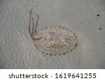 Red-banded jellyfisch or compass jelly fish (chrysaora hysoscella) (Kompassqualle) on the beach of Helgoland, Germany