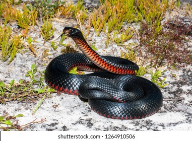 Red-bellied Black Snake
