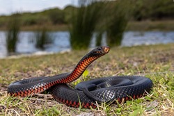 Red-bellied Black Snake Basking  In Habitat