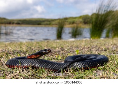 Red-bellied Black Snake Basking  In Habitat