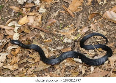 352 Red Bellied Black Snake Images, Stock Photos & Vectors 