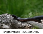 A Red-bellied Black Snake (scientific name: Pseudechis porphyriacus) on a log in Tidbinbilla Nature Reserve near Canberra.