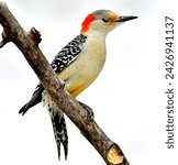 Red-bellied Female Woodpecker takes Momentary Nap