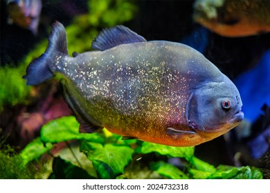 Red-bellied piranha (red piranha) Pygocentrus nattereri underwater