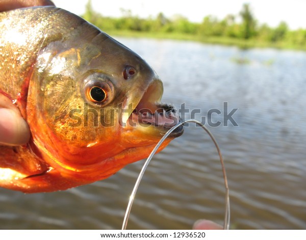 Redbellied Piranha Red Piranha Pygocentrus Nattereri Stock Photo Edit Now