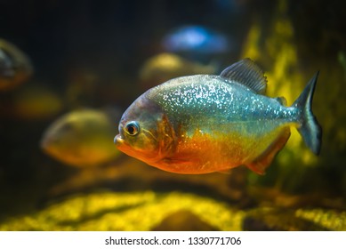 piranha fish for sale canada