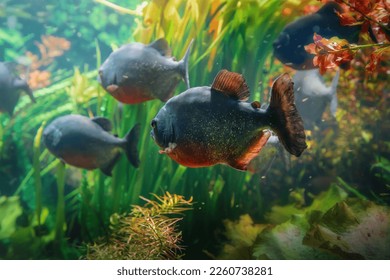 Red-bellied piranhas (Pygocentrus nattereri) - south american fisg