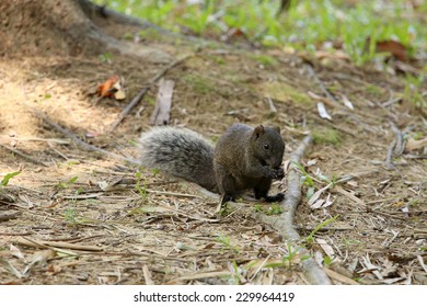 Red-bellied Squirrel