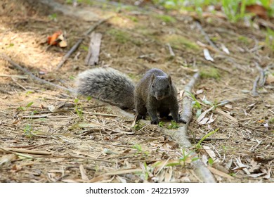 Red-bellied Squirrel