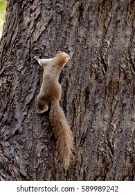  Red-bellied Squirrel         